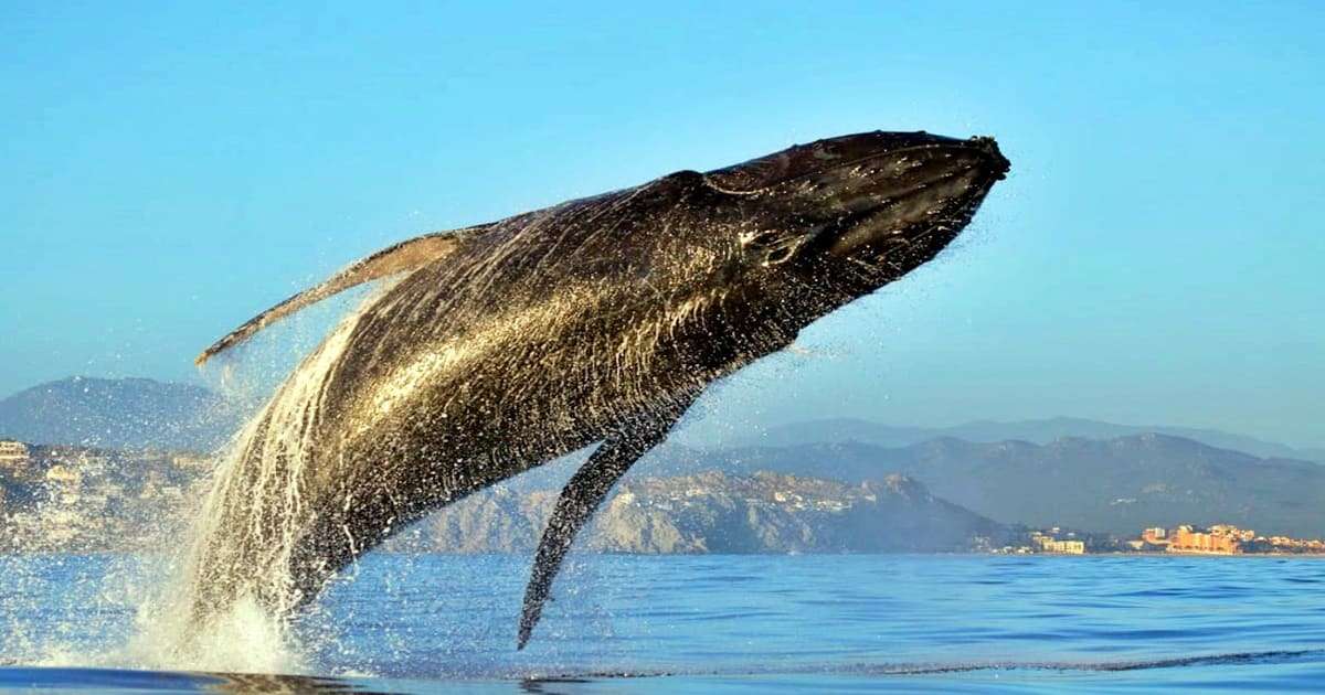 Observação de Baleia-Los Cabos